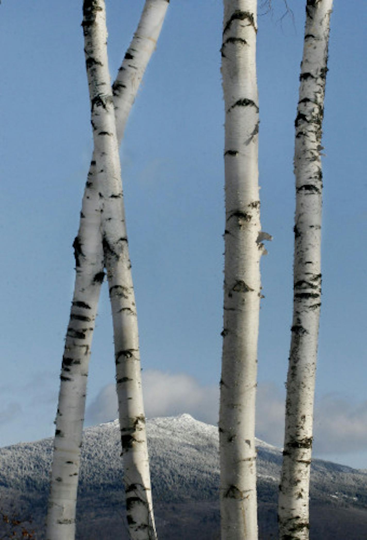 A stand of birch