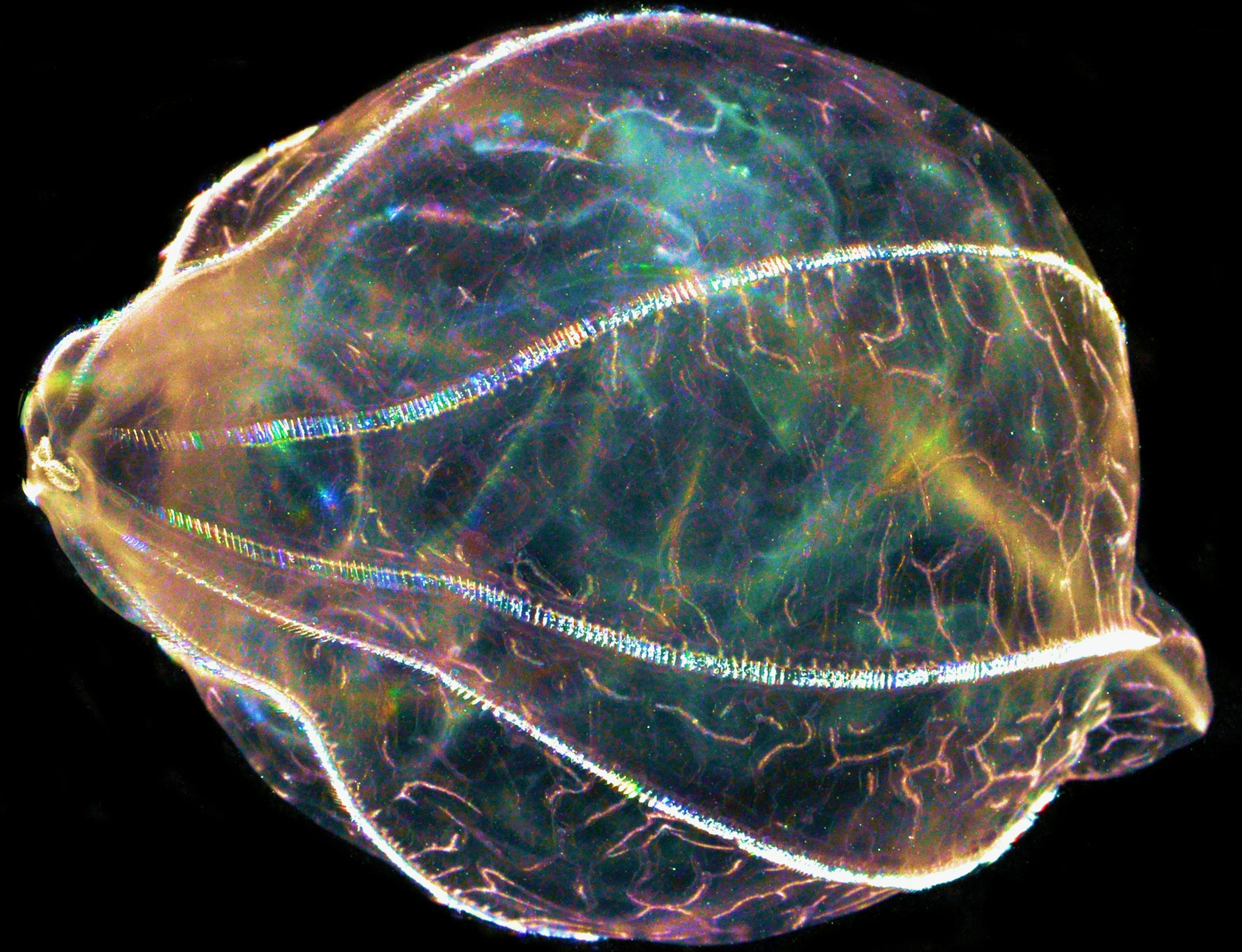 This March 30, 2014, photo provided by Leonid Moroz shows a species of comb jelly called a Beroe after it swallowed another comb jelly, called a Bolinopsis. Leonid Moroz, a University of Florida neurobiologist, is on a quest to decode the genomic blueprints of fragile marine life, including comb jellies on board the ship where they were caught. (AP Photo/Leonid Moroz) ORG XMIT: WX501