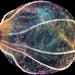 This March 30, 2014, photo provided by Leonid Moroz shows a species of comb jelly called a Beroe after it swallowed another comb jelly, called a Bolin