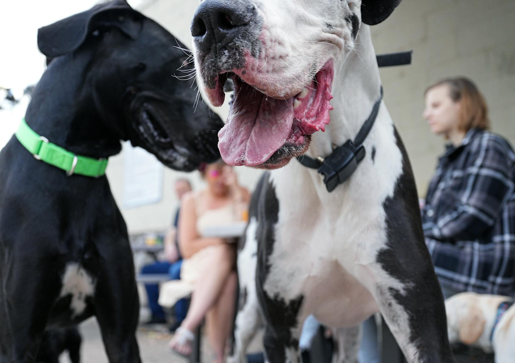 It’s always social hour at Unleashed Hounds and Hops in Minneapolis.