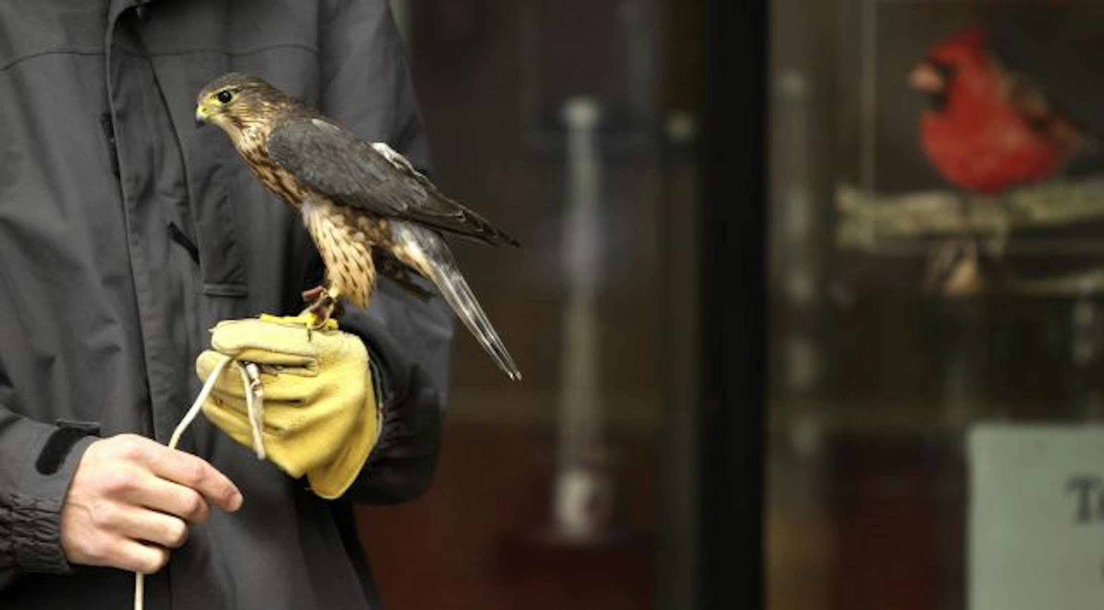 Max Schorman prepared a merlin falcon to be weighed. Minnesota has long been among national leaders in terms of volunteering by its citizens.