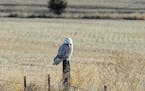 Snowy Owl predictions stand