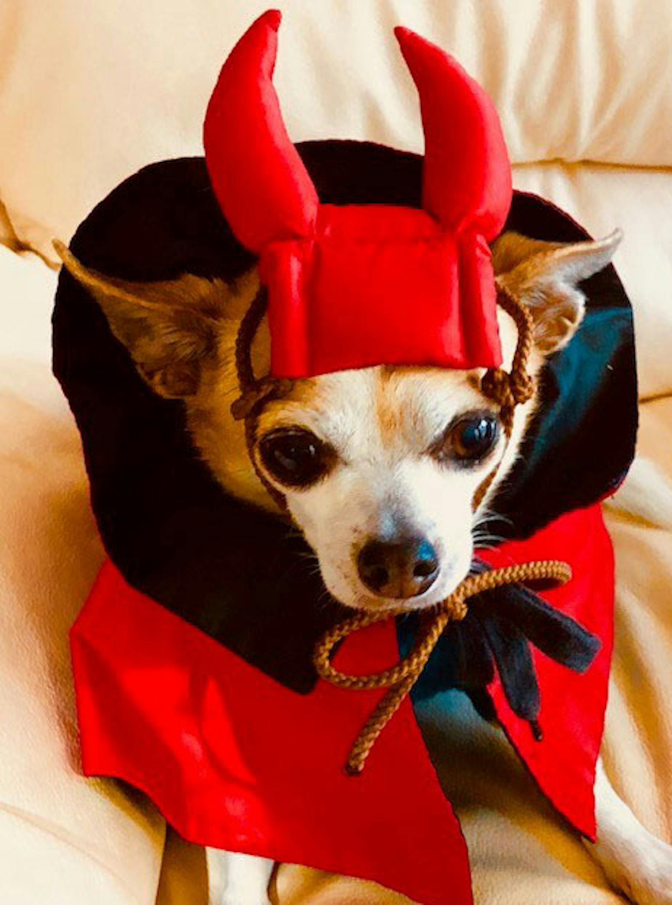 Scary:
Third place
Pet: Zephy
Owner: Tuy Hoeung Yim, of St. Louis Park
Comment: Zephy, 14, is one of two “very cooperative” Chihuahuas in the Yim household that get regularly get dressed up. 2019 Halloween Pet Costume Contest LOW RESOLUTION