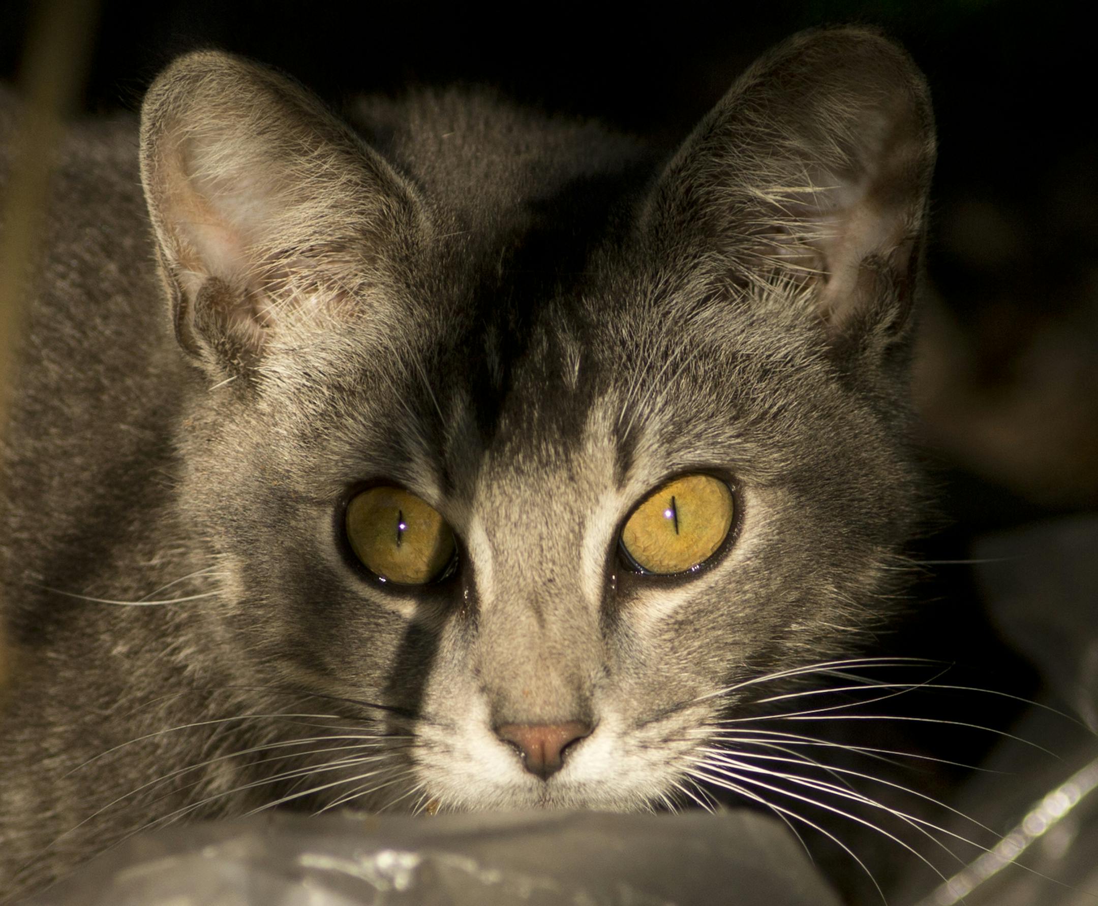 Should feral cats be trapped, neutered and released, or euthanized? The debate continues.