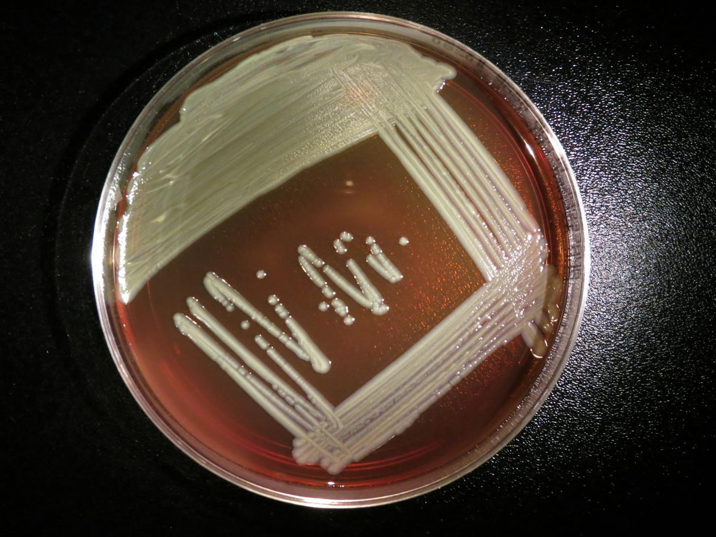 Elizabethkingia anophelis growing on a blood agar plate. Photo courtesy of the Centers for Disease Control and Prevention Special Bacteriology Reference Lab.