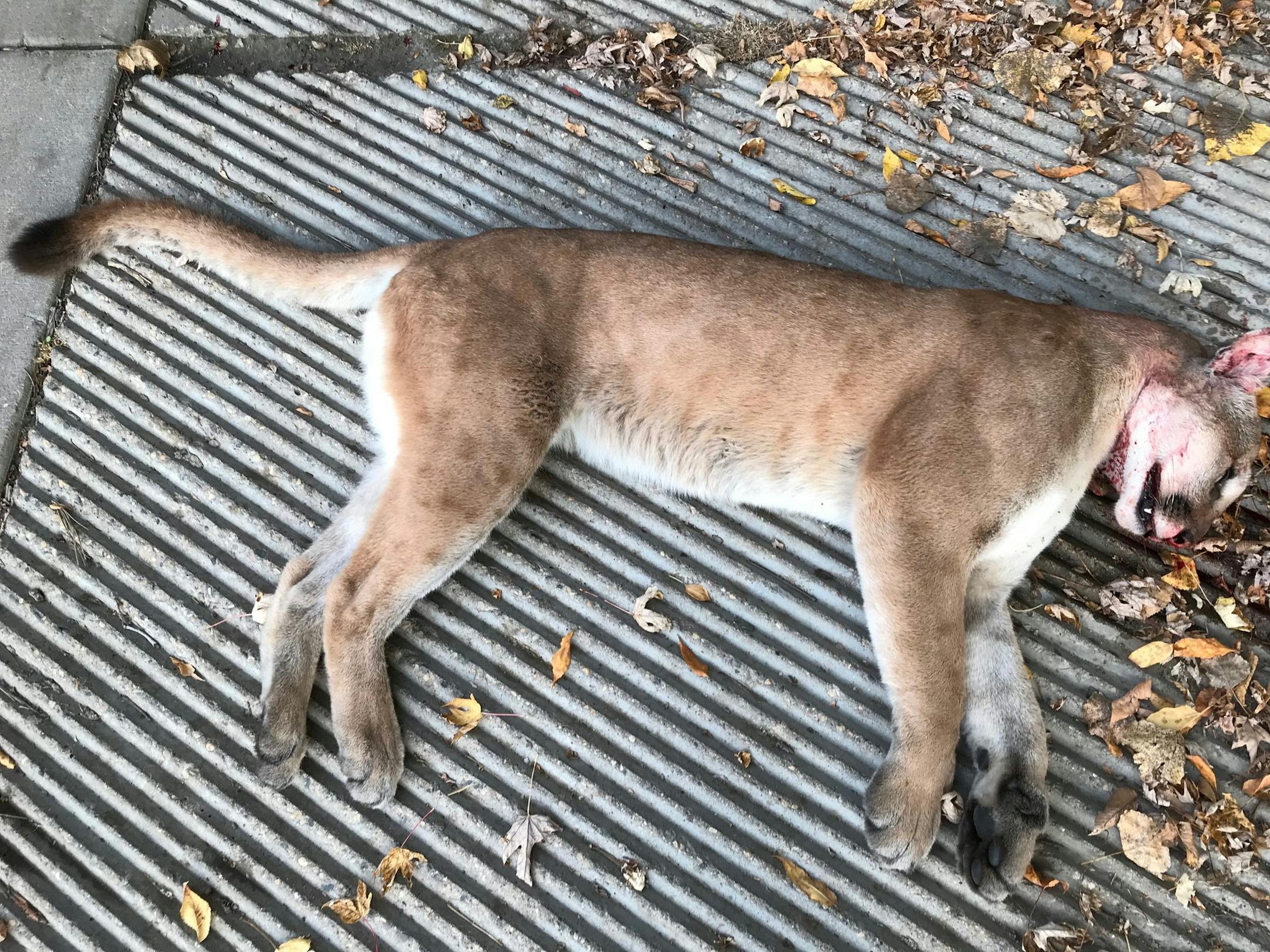 The DNR seized the carcass of a cougar Tuesday (Sept. 29, 2020) in Bloomington.