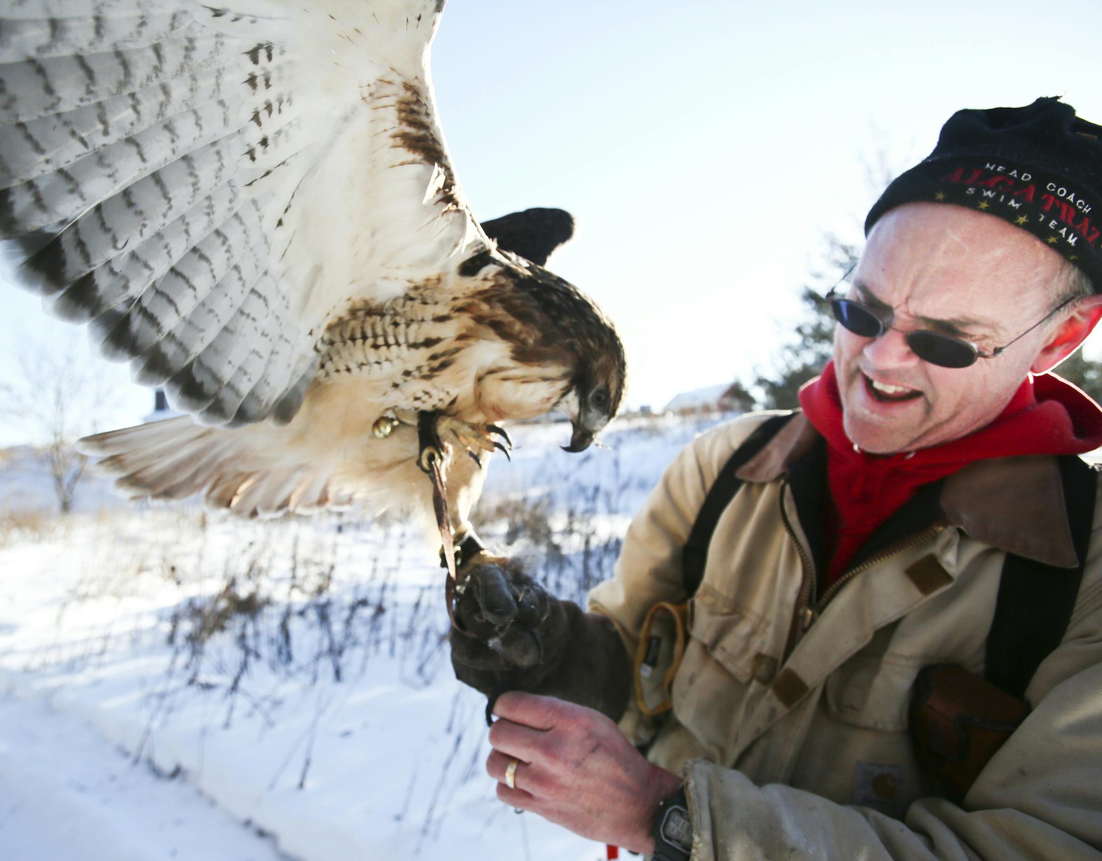 Master licensed falconer Andrew Weaver with his five year-old female Red-tailed hawk on a successful rabbit hunting outing near a wooded sub division Friday, Jan. 17, 2014, in Stillwater