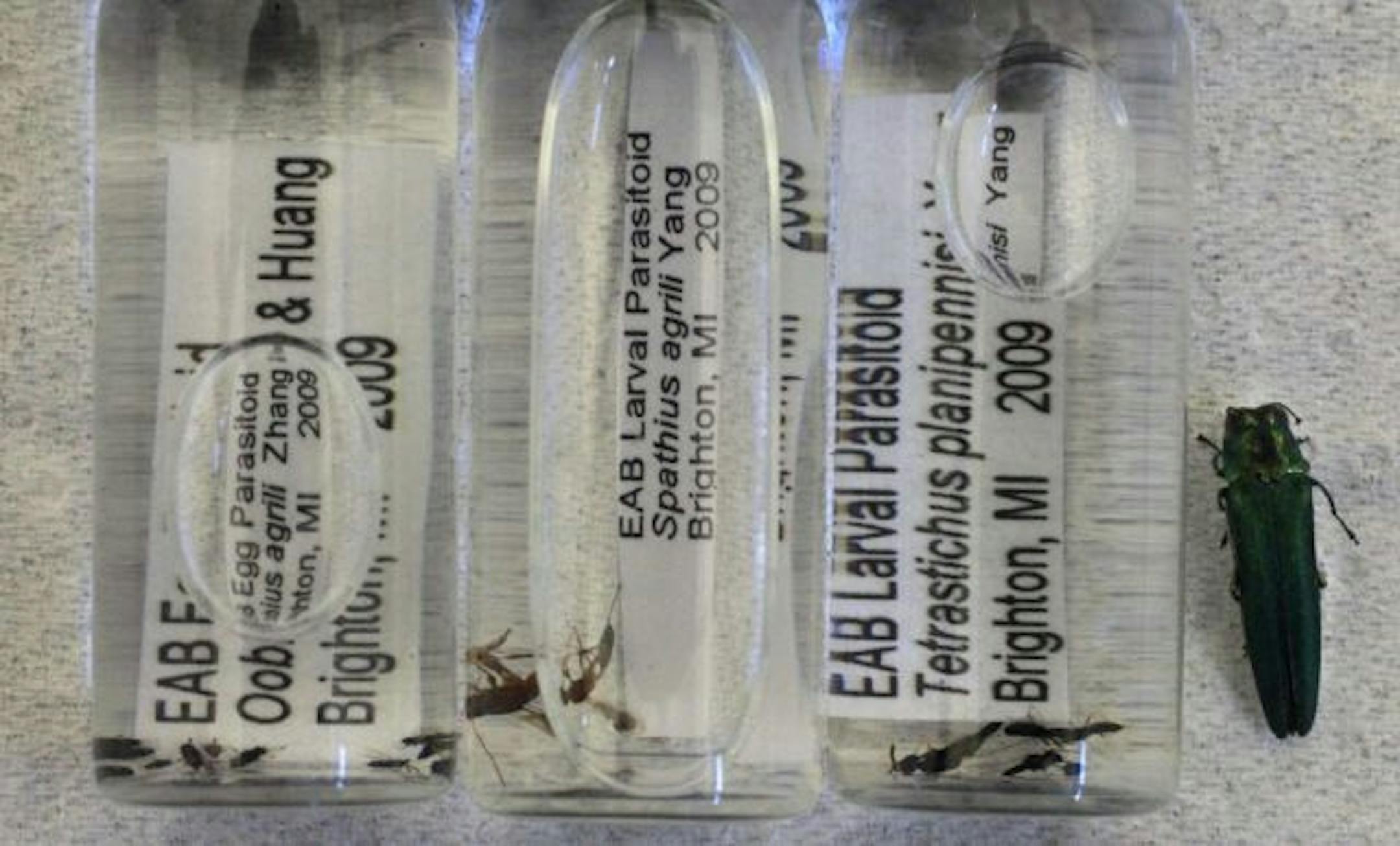 Three species of "stingless" wasps are expected to be approved for release in Minnesota this summer to search out and destroy emerald ash borers.