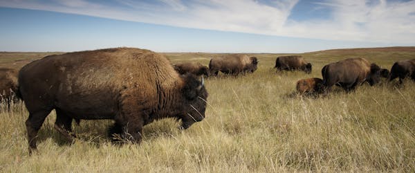 Bison roam free in Theodore Roosevelt National Park.