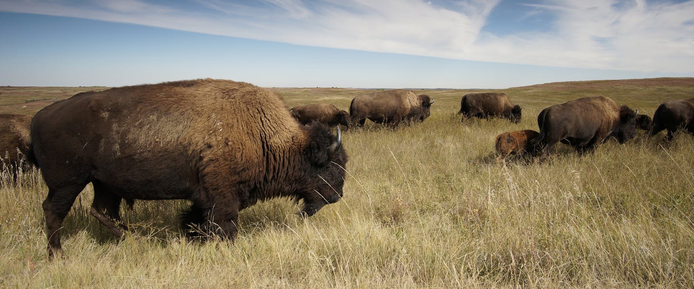 Bison roam free in Theodore Roosevelt National Park.