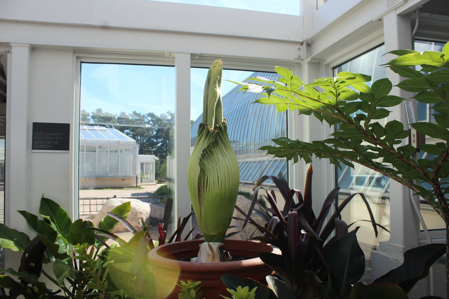 Rare 'corpse flower' returns to Como Park after 2-year cycle