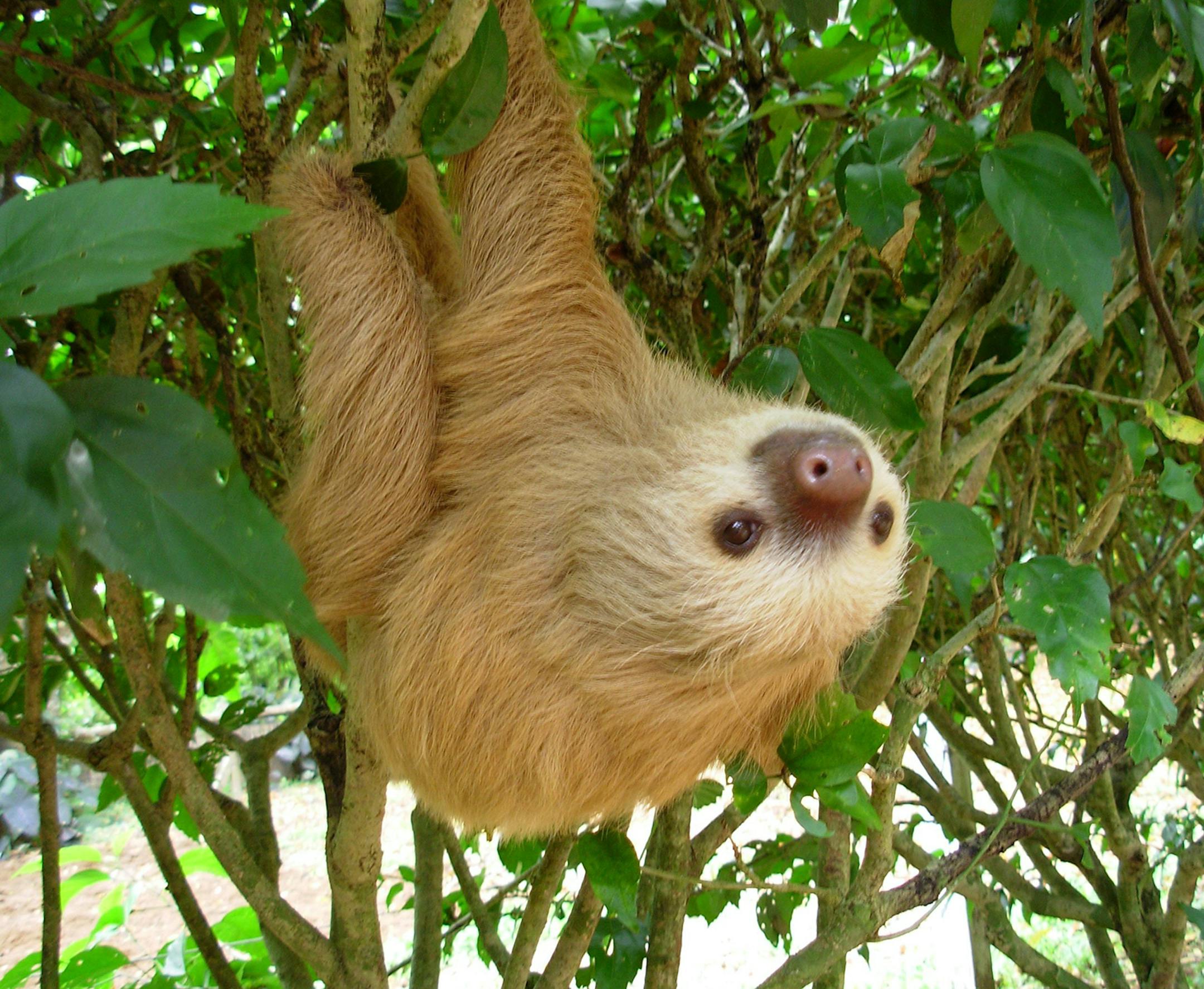 A two-toed sloth hangs from a bush at the Jaguar Rescue Center near Puerto Viejo, Costa Rica. (Melissa Allison/Seattle Times/TNS)