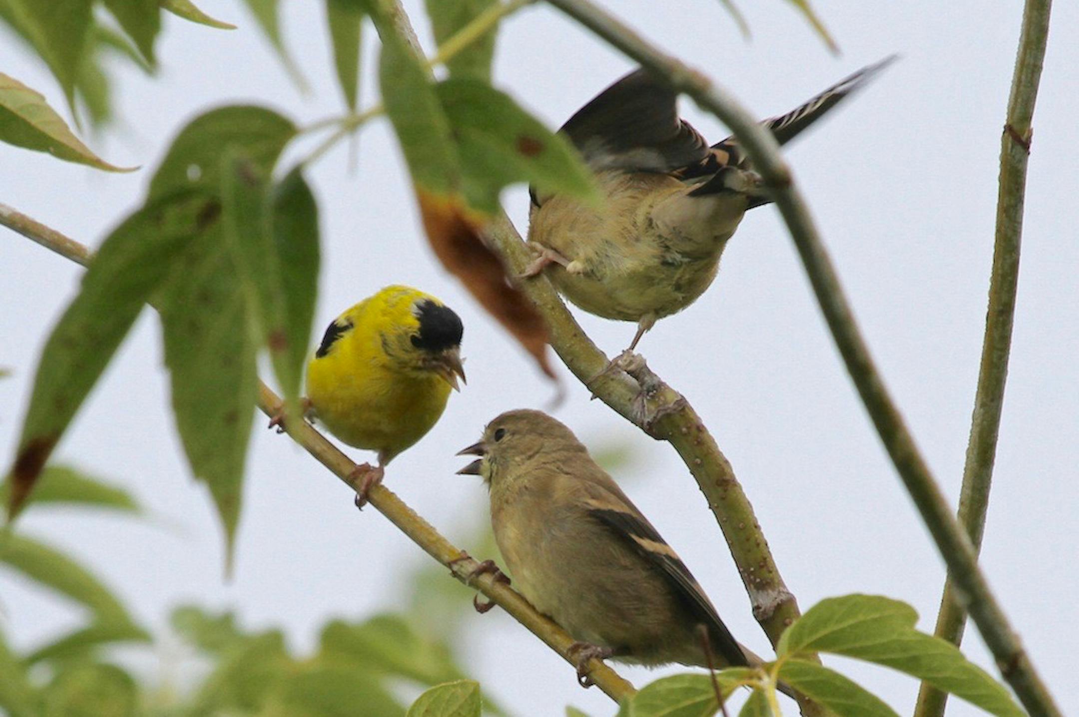 Photo by Don Severson
An adult goldfinch (left) passes a seed to one of two noisy offspring perched nearby.