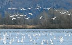 Tundra Swans have arrived, thousands more expected