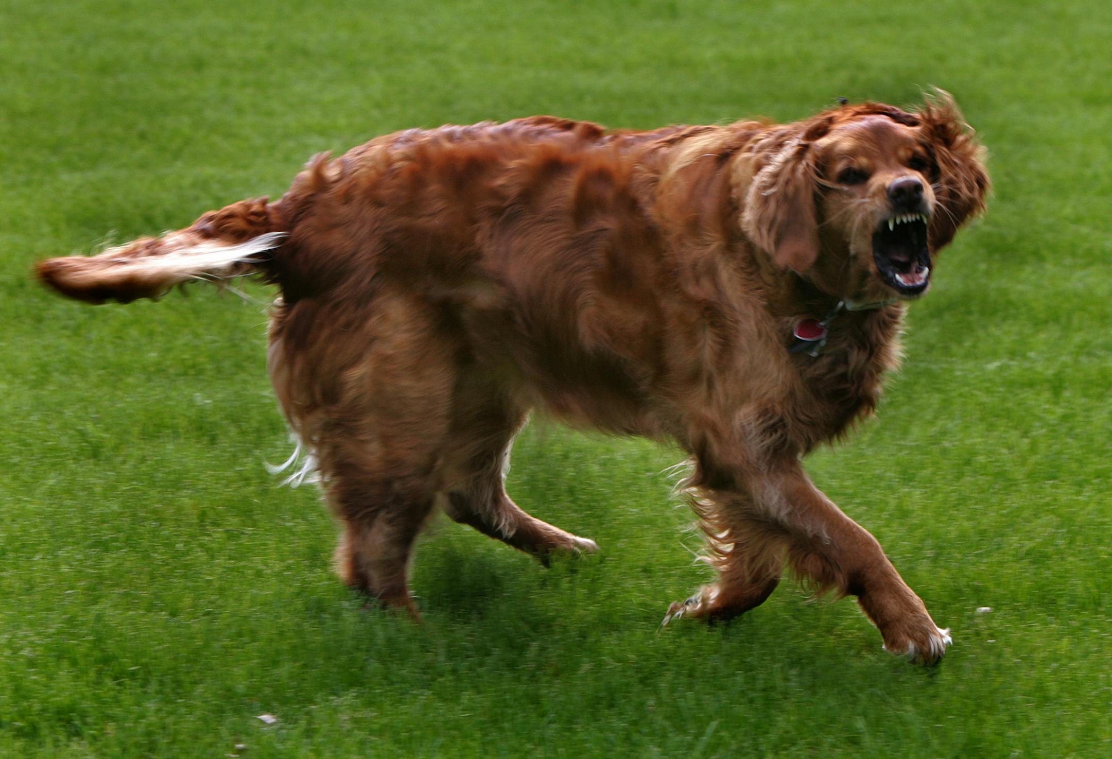 Dog Barking Illustration