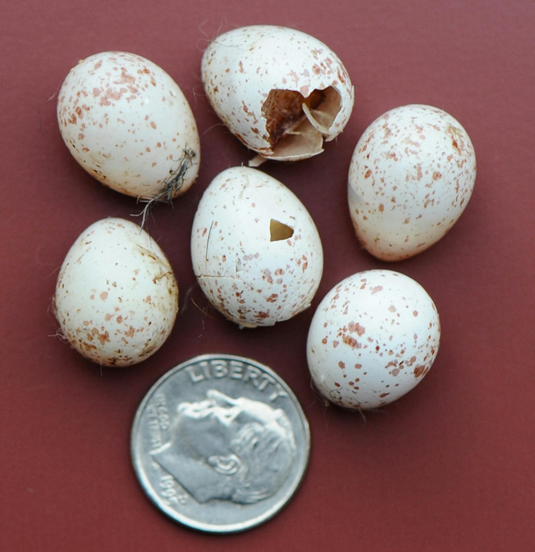Above: These black-capped chickadee eggs came from a nest that was attacked, then abandoned. The culprit most likely was a house wren that wanted the nest box for itself. Puncturing eggs is common in this situation. Below: Common tern eggs are colored and marked to offer some protection from predators when the parent tern is off the nest.