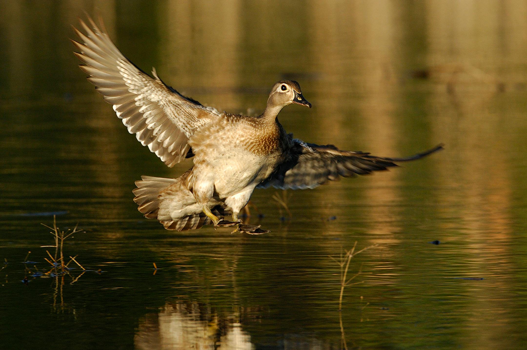 DO NOT USE! ONE-TIME USEAGE WITH BILL MARCHEL COPY ONLY! A hen wood duck has her landing gear down as she is about alight in a small marsh, habitat typical of the species. Her drab color keeps her well camouflaged.