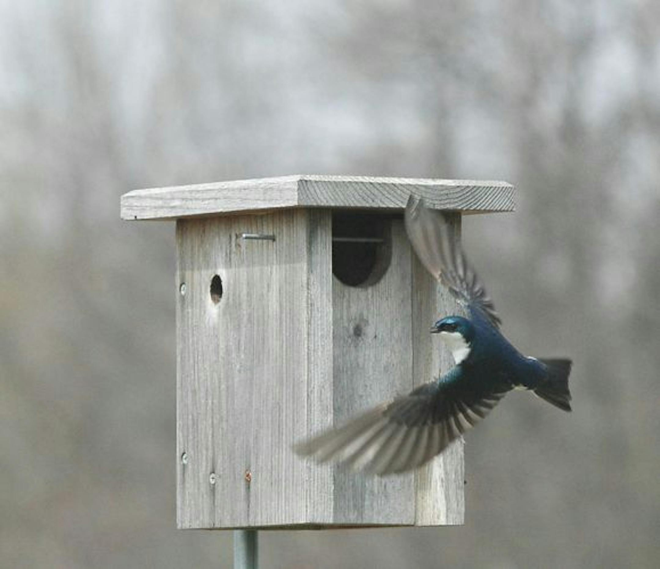 Tree swallow flies away from a nest box