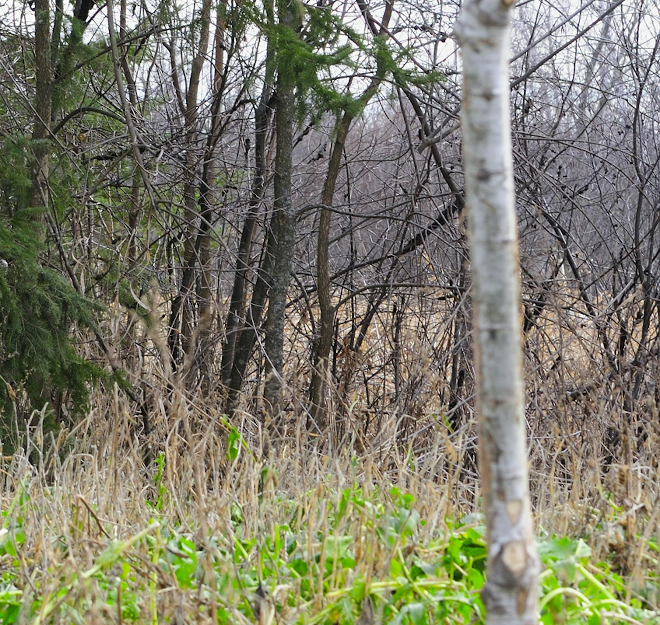 From a tree stand in an ash tree Marchel reenacts the shot in which he took a nine-point buck that was checking out the rub tree (foreground) he placed earlier in the fall.