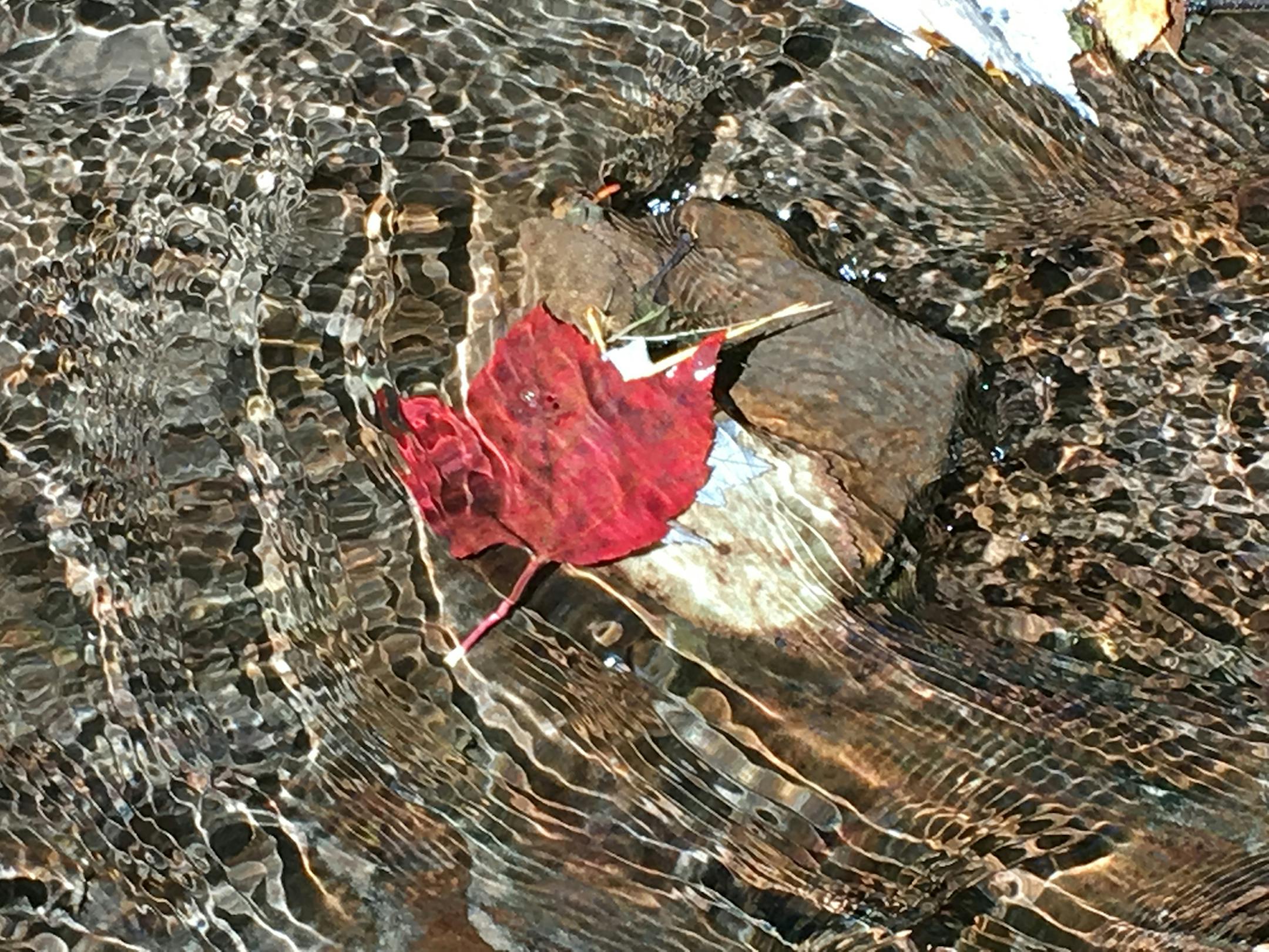 Kent Johnson, Minnetonka