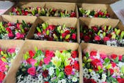 Eden Prairie-based C.H. Robinson Worldwide's logistics business handles the delivery routes of 56 million pounds of fresh flowers for Mother's Day.