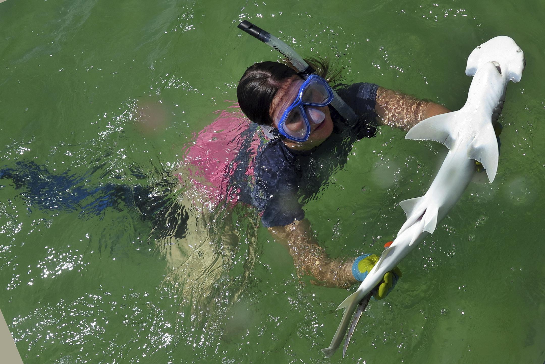 In this Sept. 2016, photo provided by the University of California Irvine, UC Irvine grad student, Samantha Leigh handles a bonnethead shark in Irvine, Calif. Bonnethead sharks not only eat grass while chomping fish and squid, they also digest the plant and gain nutrition from it, scientists at the University of California, Irvine announced Wednesday, Sept. 5, 2018. Leigh, who headed the four-year study at UCI's School of Biological Sciences, said she hopes the discovery will help protect seagra
