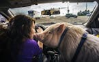 In Coon Rapids, Breeka Goodlander took her pig George to Petco get some treats and fresh air.