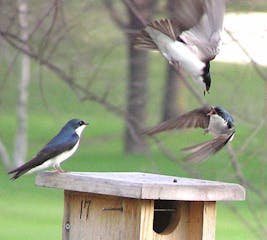 Tree swallow fighting. Jim Williams photo