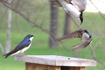 Tree swallow fighting. Jim Williams photo