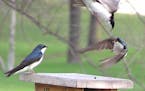 Tree swallow fighting. Jim Williams photo