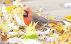 A handsome cardinal picks through leaves for seeds.
