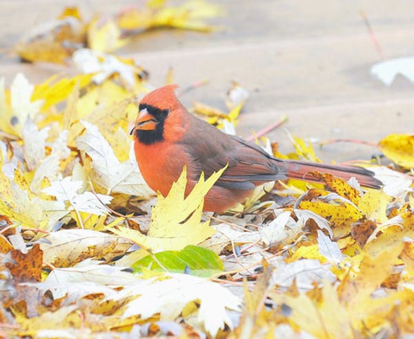 A handsome cardinal picks through leaves for seeds.