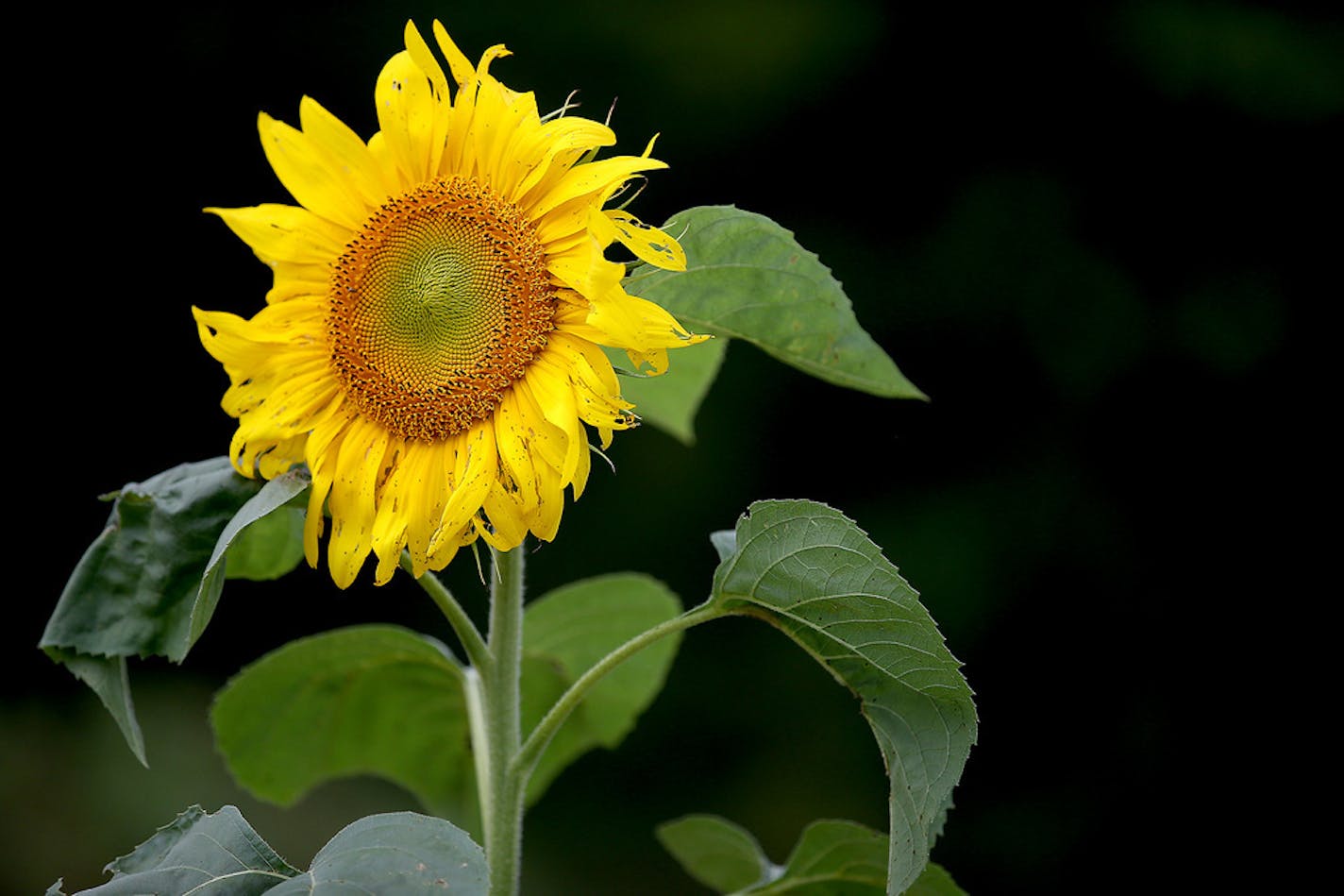 Sunflowers at Knaptson Orchards, Thursday, August 4, 2014 in Greenfield, MN. ] (ELIZABETH FLORES/STAR TRIBUNE) ELIZABETH FLORES &#xa5; eflores@startribune.com