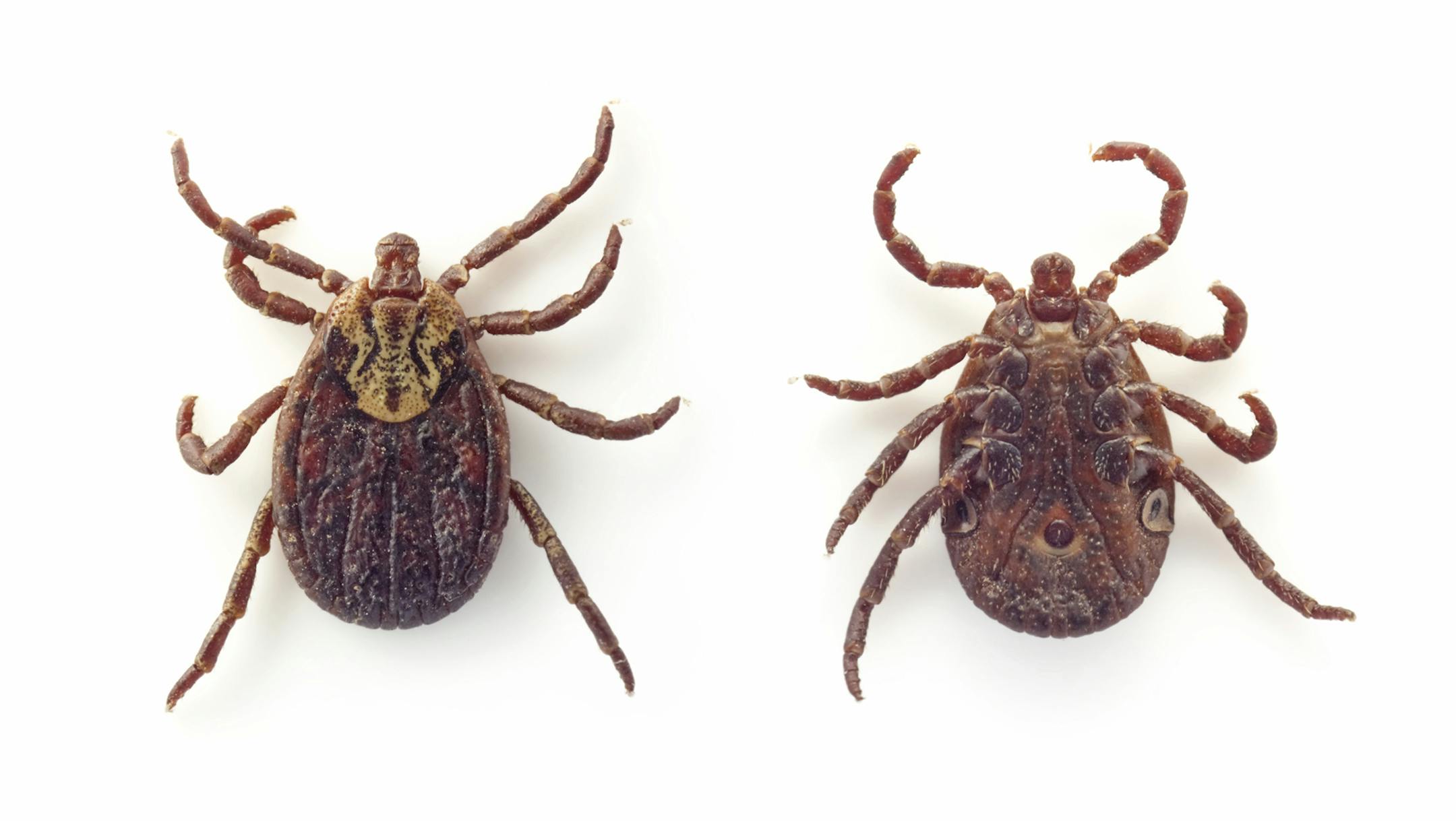 Wood tick from istock