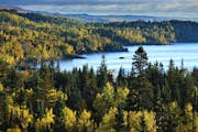 The golden tips of Aspen trees in fall shown here sprinkled throughout the Boreal Forest along the north shore of Lake Superior. Aspen trees, seen thr