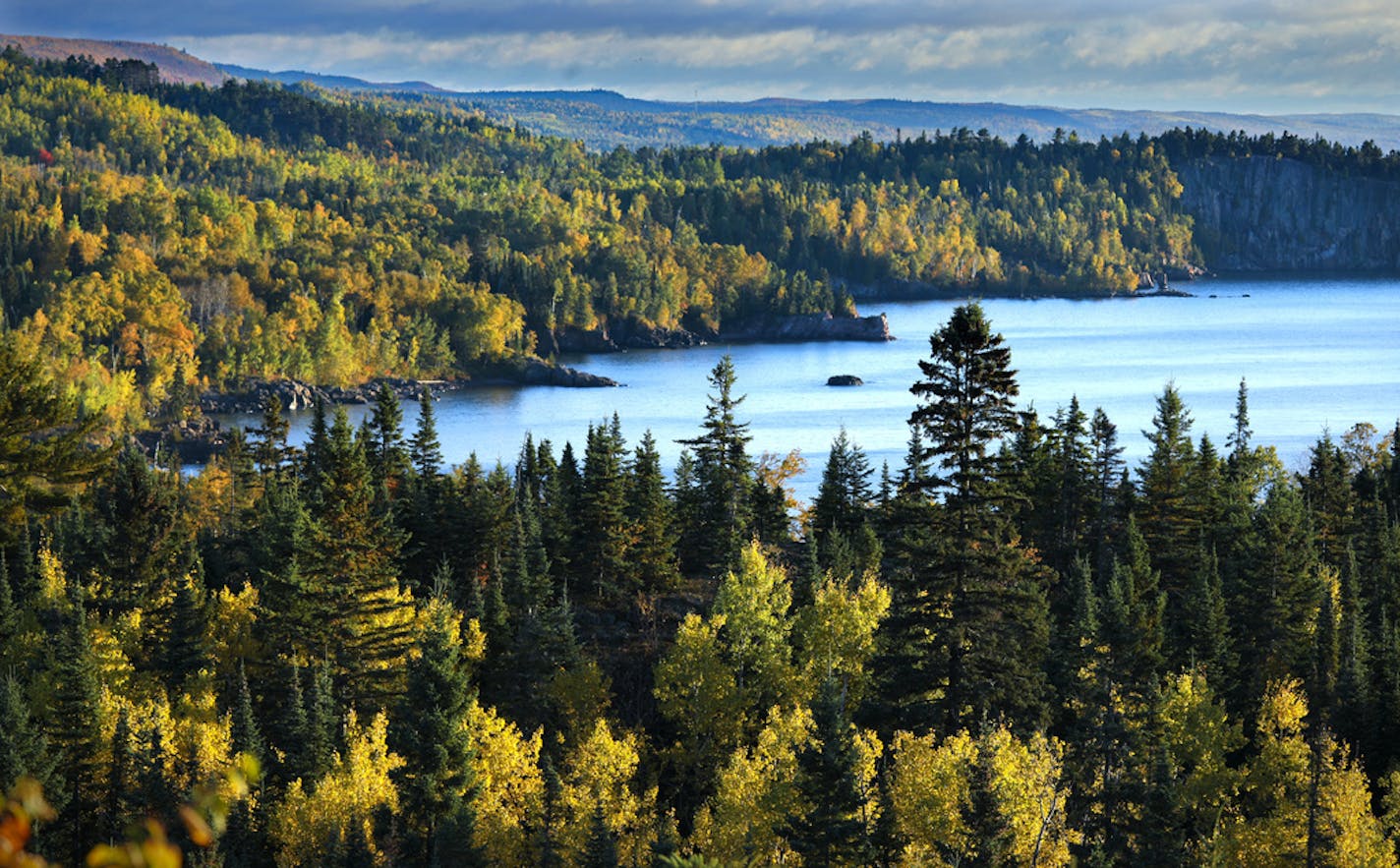 The golden tips of Aspen trees in fall shown here sprinkled throughout the Boreal Forest along the north shore of Lake Superior. Aspen trees, seen through the eyes of foresters, loggers and hiker/hunters..
brian.peterson@startribune.com
Minnesota, MN
Wednesday, September 11, 2019