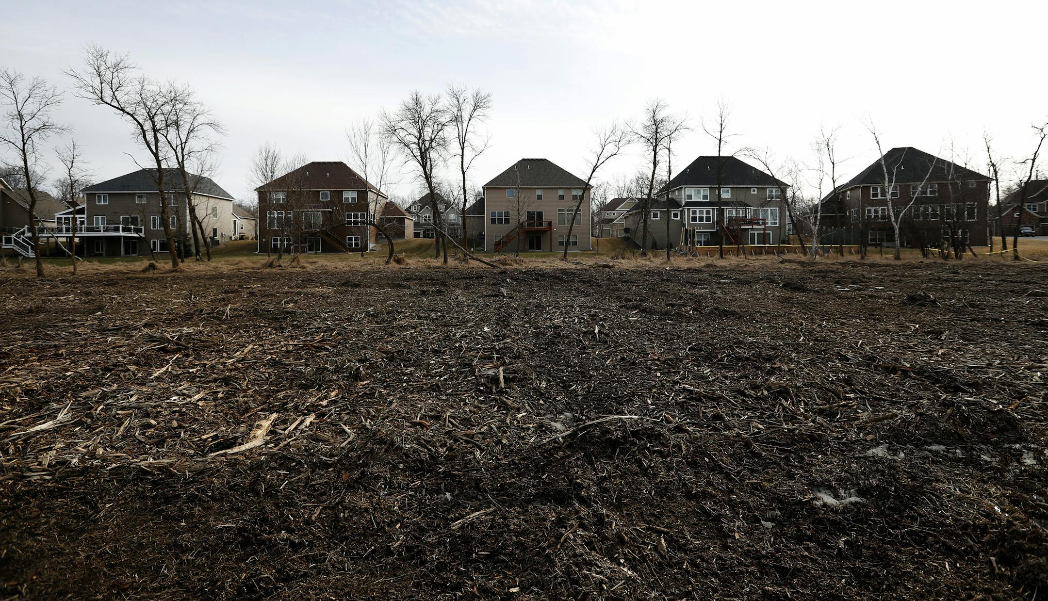 An area of trees were cleared on the edge of a wetland area in Blaine. ] CARLOS GONZALEZ ï cgonzalez@startribune.com - February 27, 2017, Blaine, MN, Tensions are running high in a wealthy neighborhood in Blaine, where felled trees on the edge of a wetland have neighbors crying foul. Residents say they were given no notice before hundreds of trees started coming down on the edge of their properties last month. The city admits that communication with the neighborhood was lacking