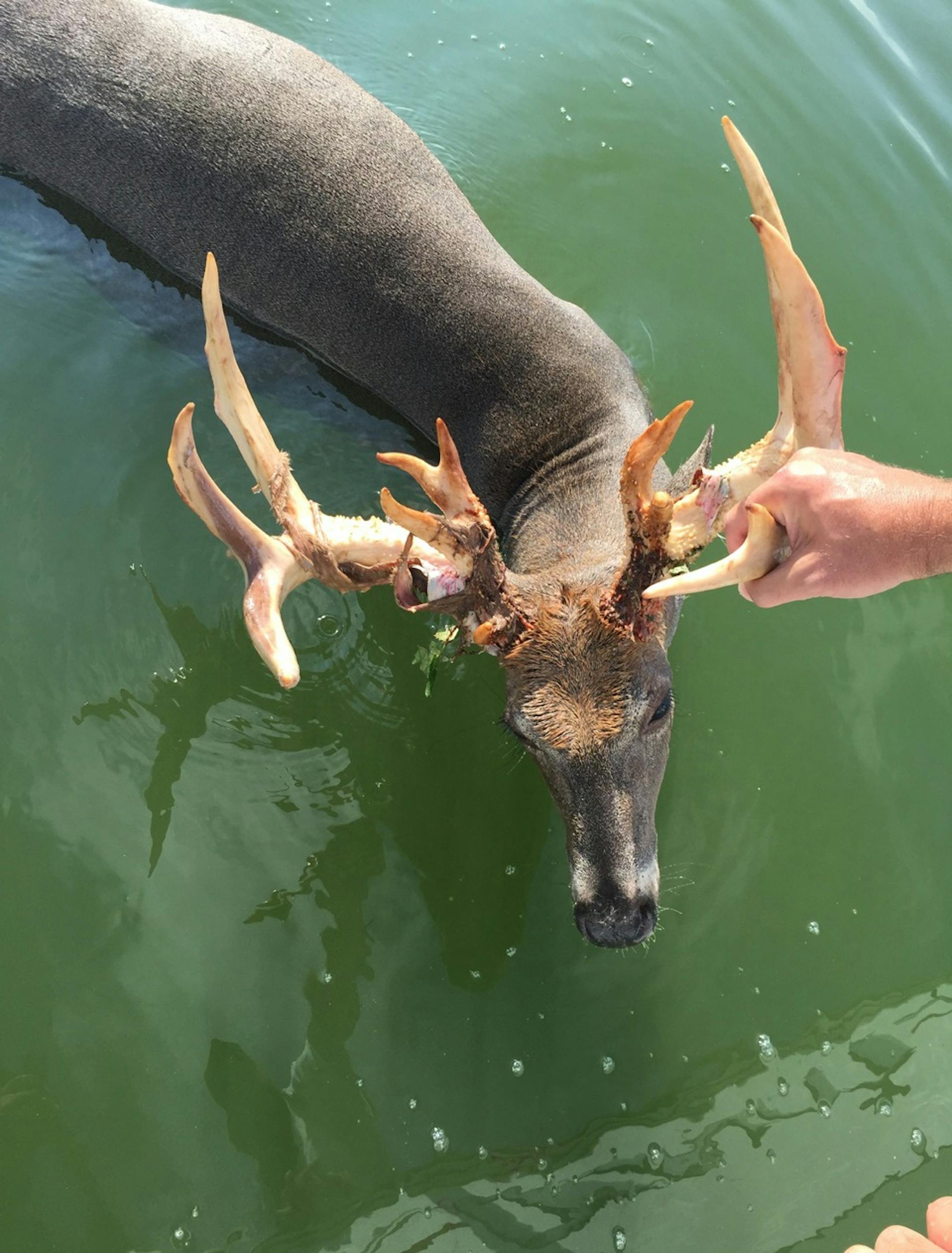 The DNR is investigating the death of a deer on Tulaby Lake. Lake association members say it died of exhaustion after a pontoon driver harassed it.