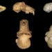 In an undated handout photo, a new study said a skull fragment, at left compared with later baboons, comes from the earliest baboon ever found. The tw