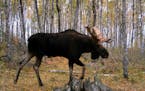 The imatge of this bull moose was captured by a trail camera. Chippewa members of three northern Minnesota bands either have hunted moose this fall, o