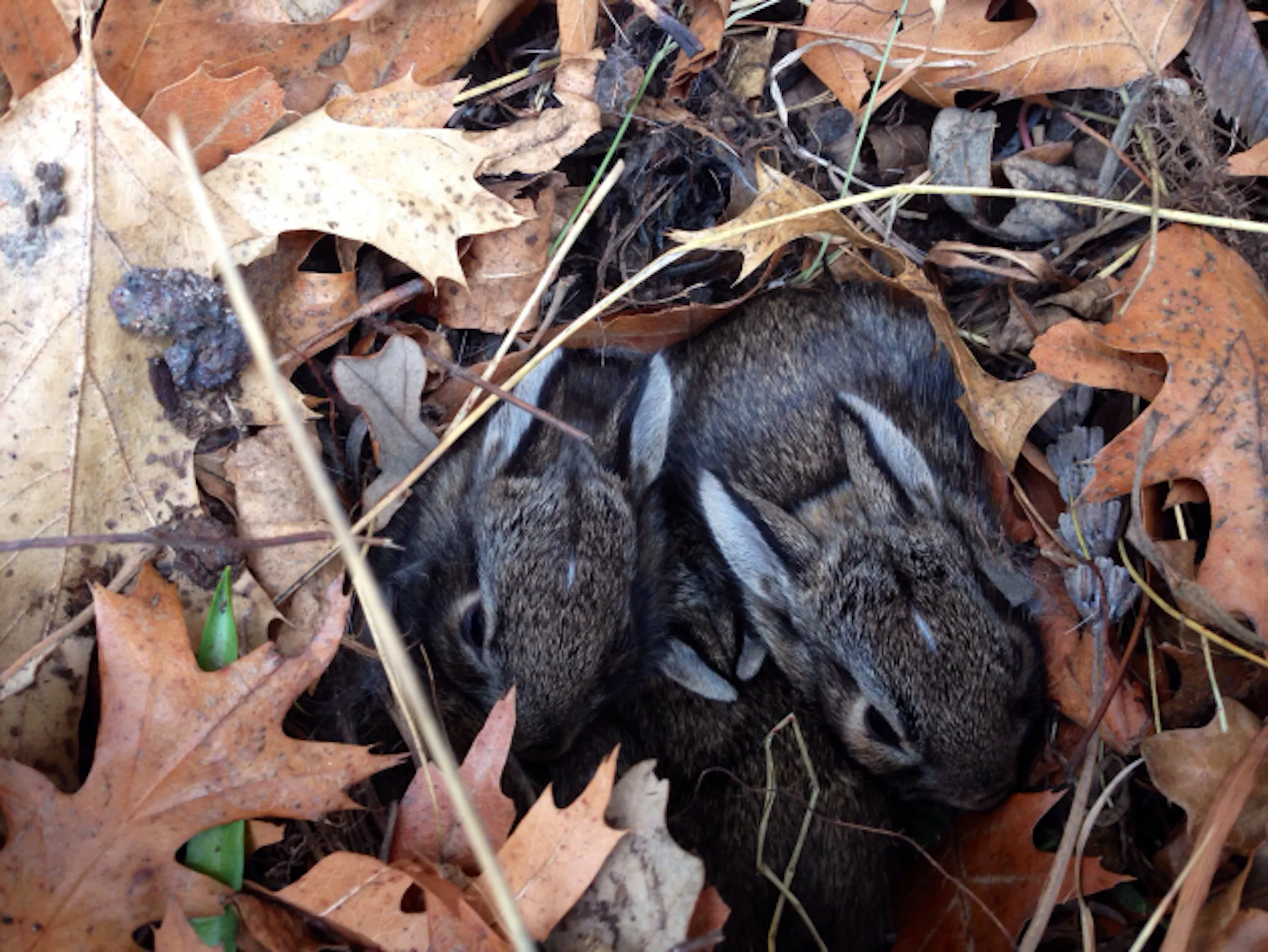 In the Garden: Overrun and overwrought by rabbits