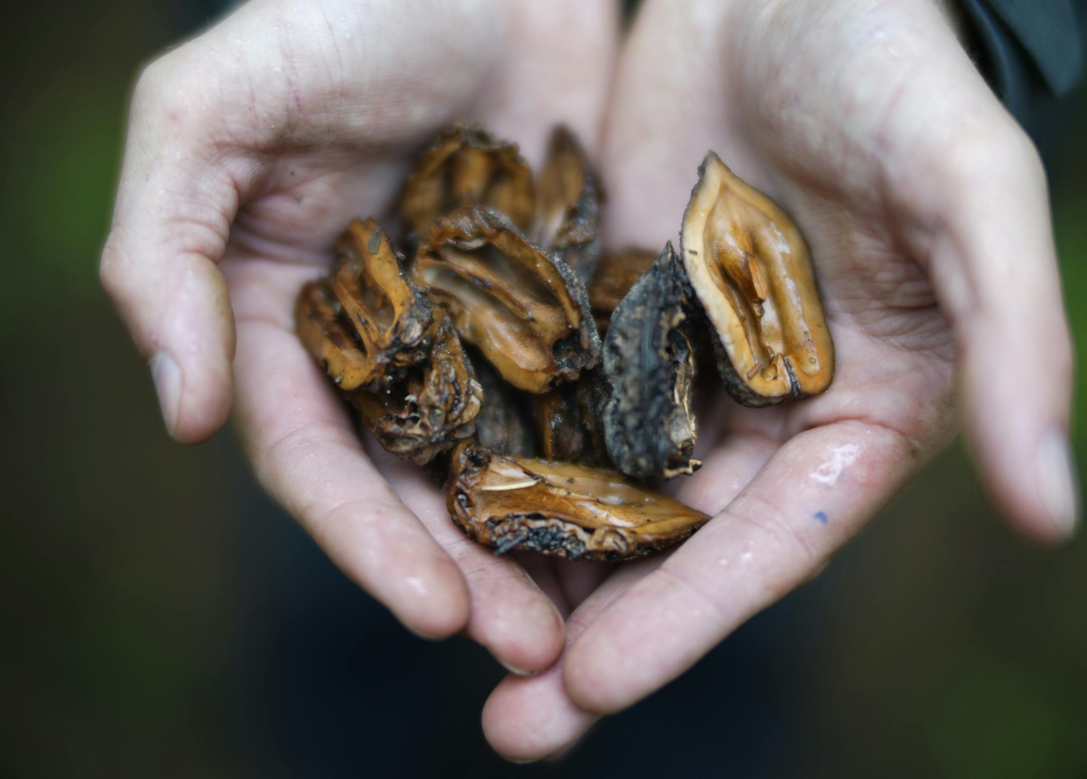 Big tree hunter Riley Smith shows off the seed shells of a giant butternut tree in the walnut family at Reservoir Wood Park.] Richard Tsong-Taatarii/rtsong-taatarii@startribune.com