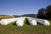 "Machine wrapped bales of hay against a blue summer sky, miles and miles of wrapped bales of hay on a ranch."
