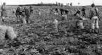 Italian prisoners of war harvest onions near Princeton, Minnesota, at the O.J. Odegard farms, September 1943. Italian World War II POWs in Minnesota h