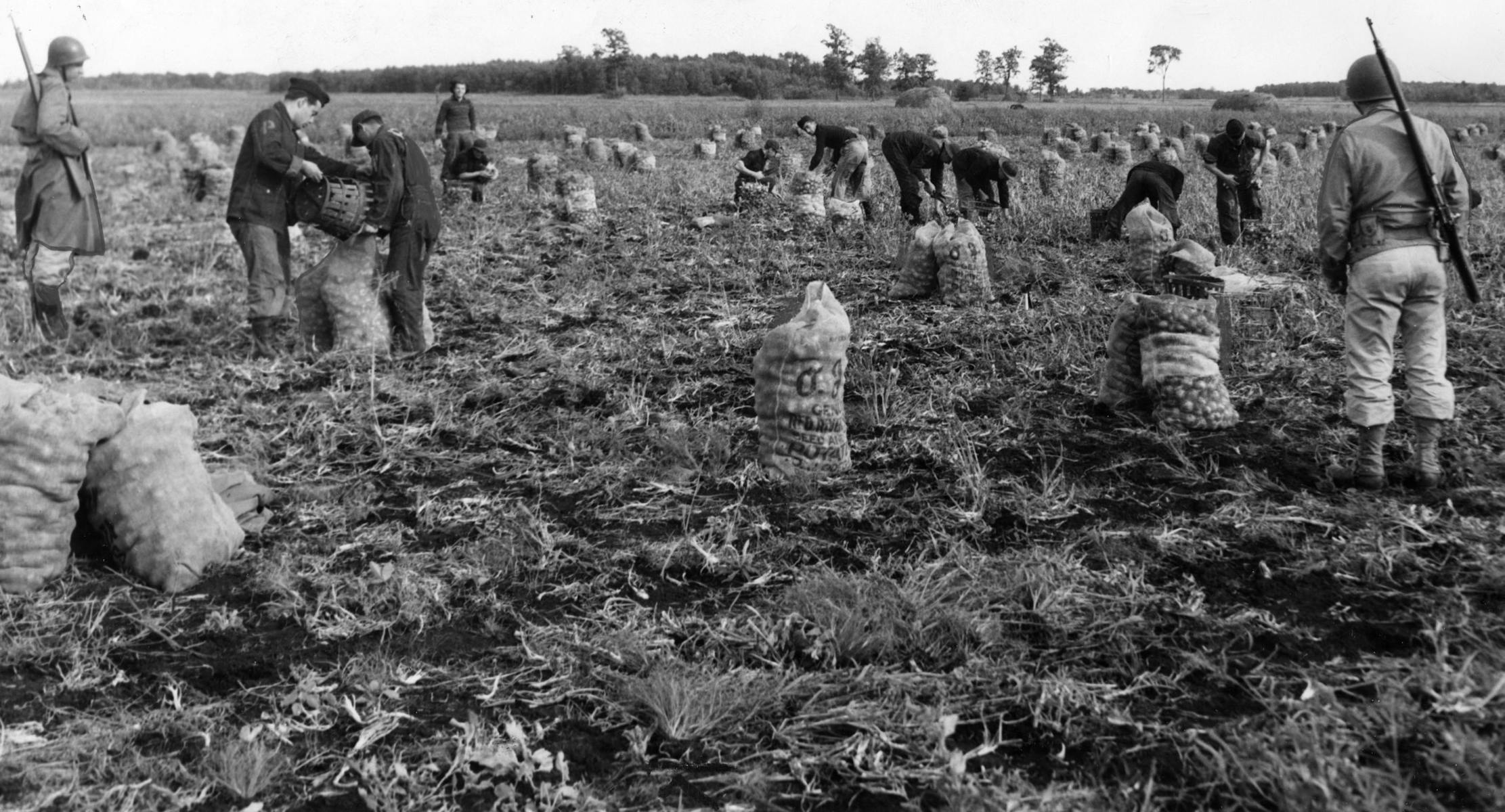 Italian prisoners of war harvest onions near Princeton, Minnesota, at the O.J. Odegard farms, September 1943. Italian World War II POWs in Minnesota h
