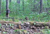 A still from the Minnesota DNR trailcam video of the wood duck family.