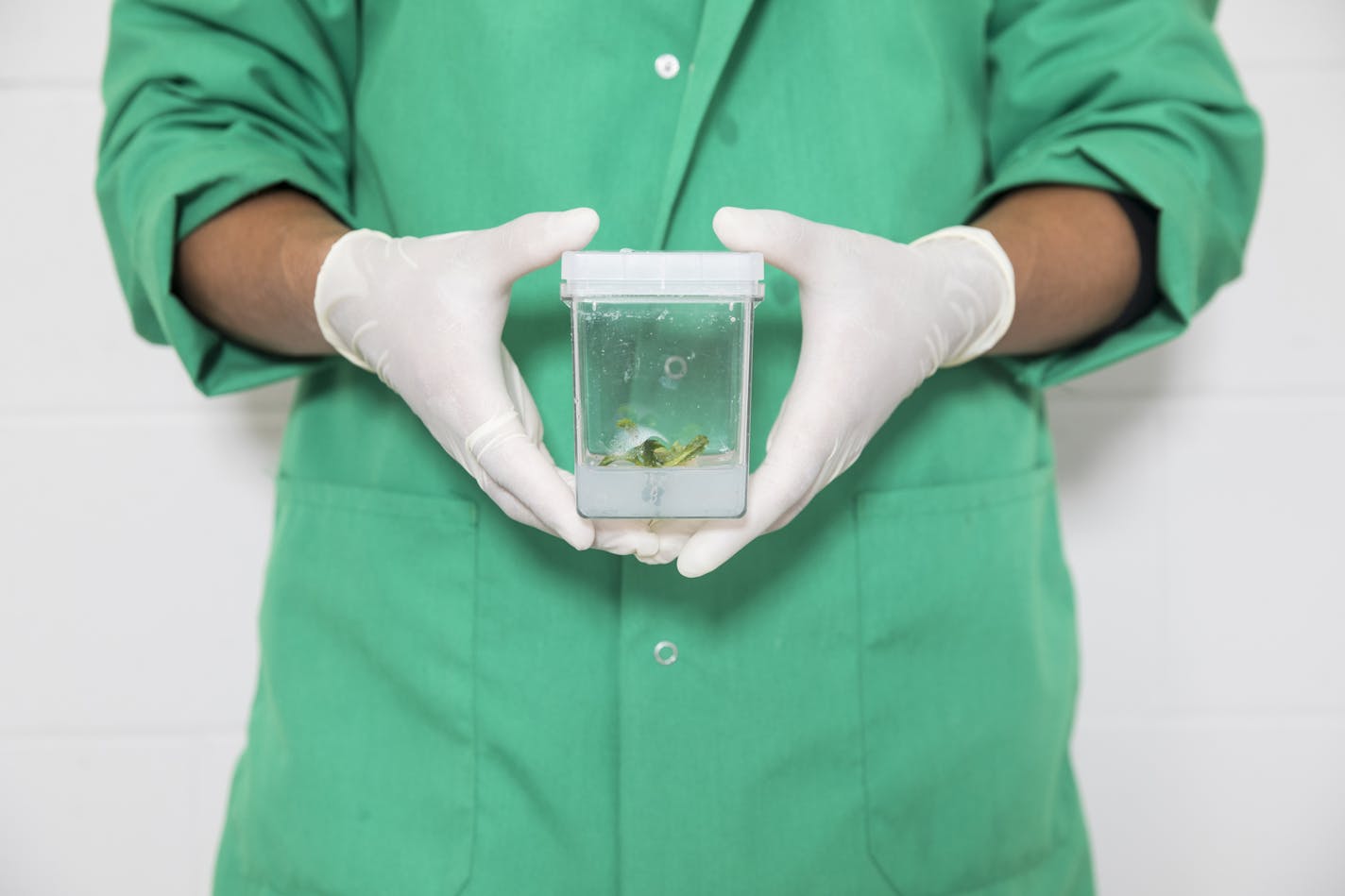 Calyxt will license its gene-editing technology to other food ingredient companies. File photo of a researcher holding a canola sample at Calyxt.