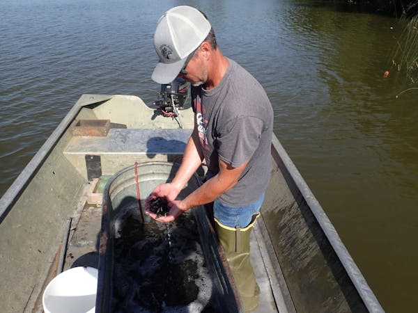Live bait dealer Marshall Koep examined a sample of fatheads he trapped June 2 from a farm pond he rents in Otter Tail County.