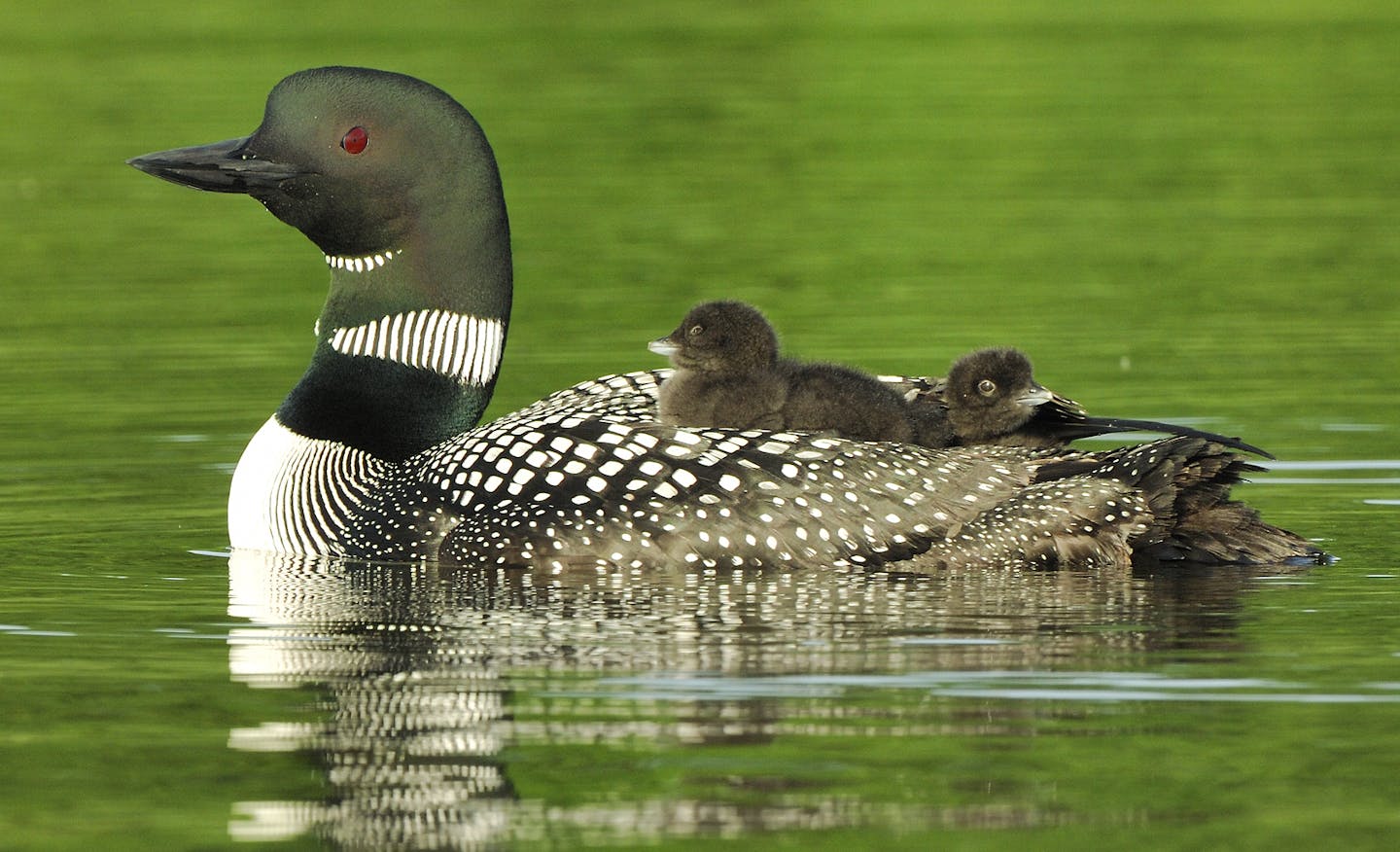 Land of the loons: Majestic bird is visual, audio symbol of North Country