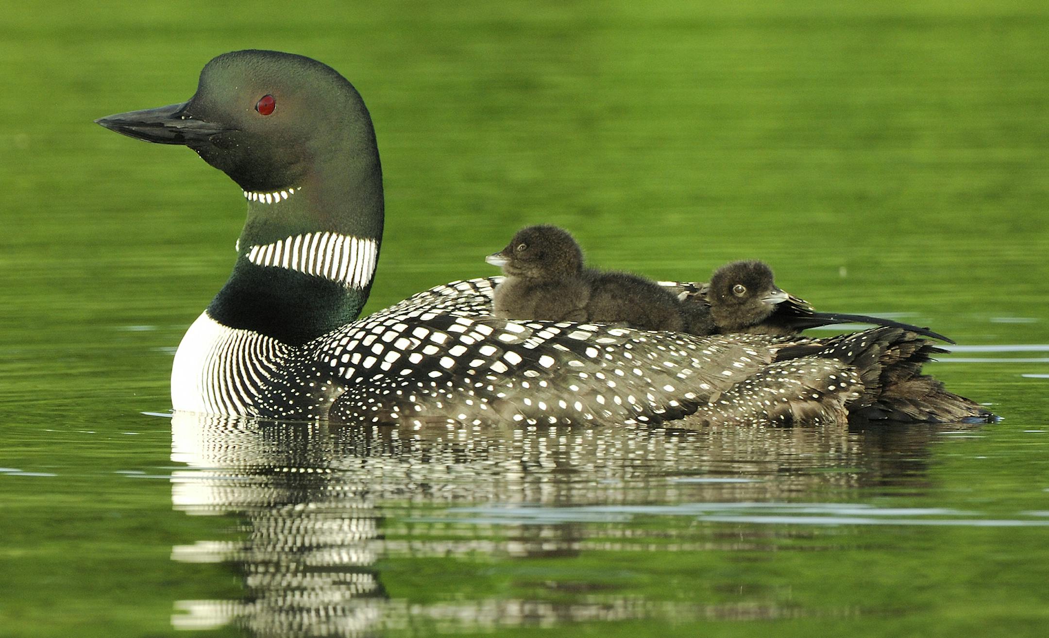 Downy young loon chicks often ride atop their parents’ back. Until the chicks are able to catch prey themselves, the parents feed them small fish and minnows.